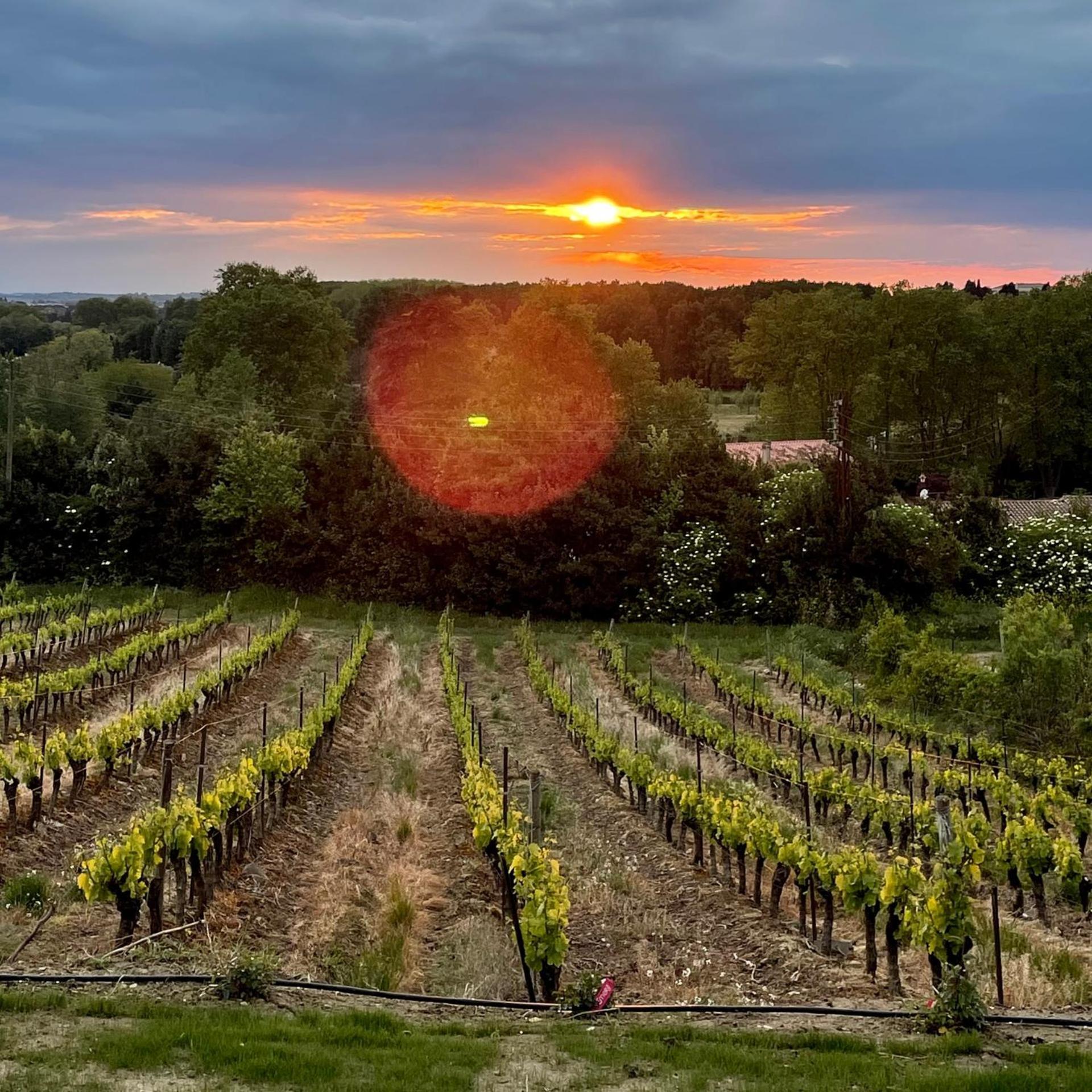 L'Ecrin De La Cite, Coeur De Vignes - Vivez Une Experience Inoubliable ! Carcassonne Eksteriør billede